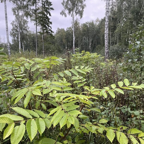 Juglans ailantifolia Japaneese walnut
