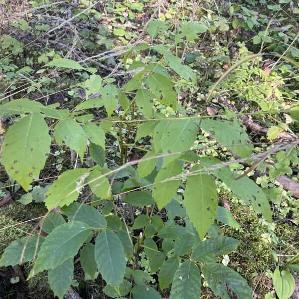 Juglans regia Common walnut