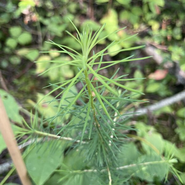 Larix decidua europea European larch