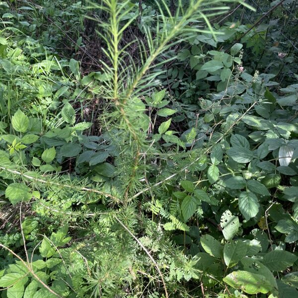 Larix sibirica siberian larch