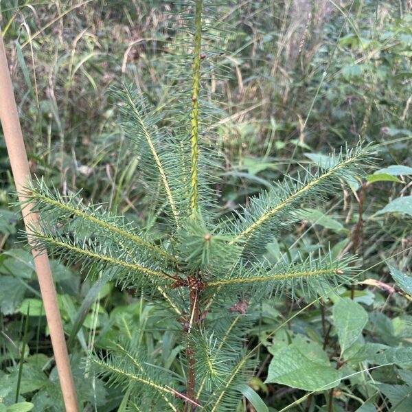Pseudotsuga menziesii Douglas fir