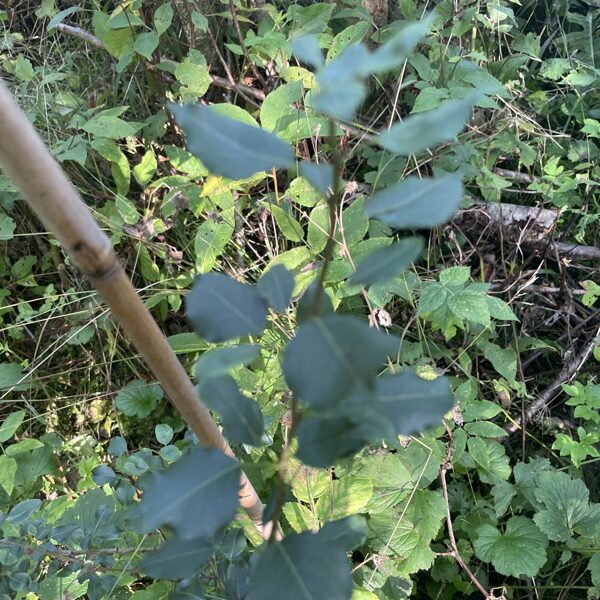 Pyrus communis Common European pear