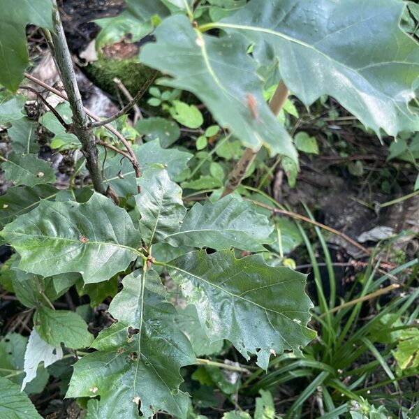 Quercus Rubra Northern Red oak