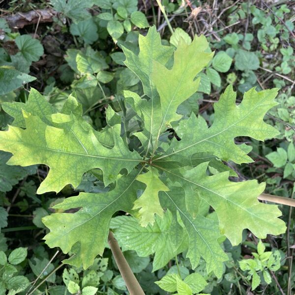 Quercus palustris Pin oak