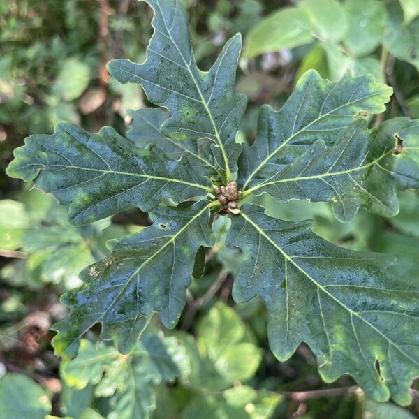 Quercus petrea Sessile oak