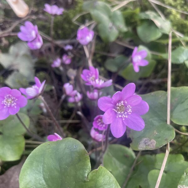 Hepatica nobilis Anemone hepatica Liverleaf Liverwort Pink