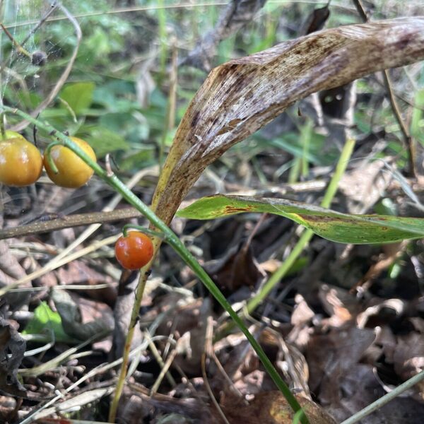 Convallaria_majalis_lilly_of_the_valley