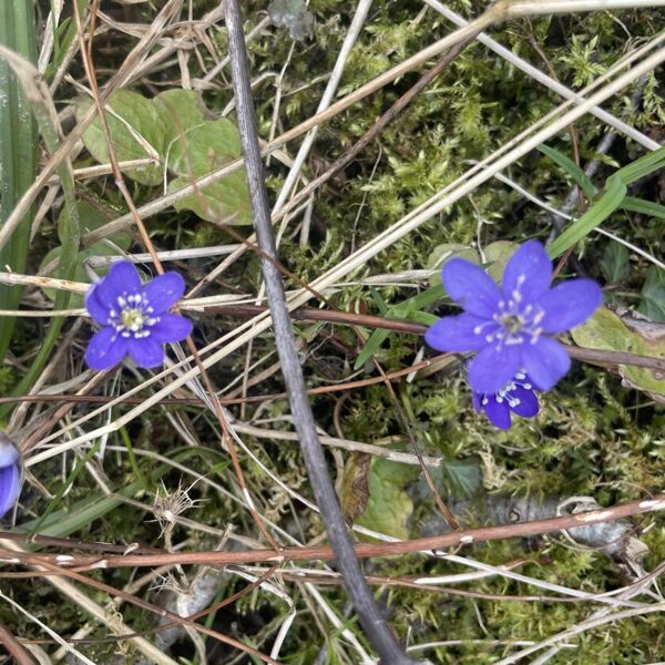 Hepatica nobilis Anemone hepatica Liverleaf Liverwort