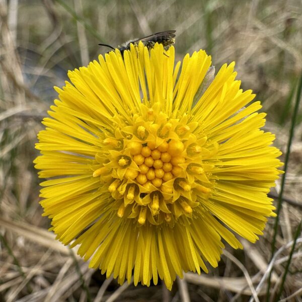 Tussilago farfara Colt’s-foot