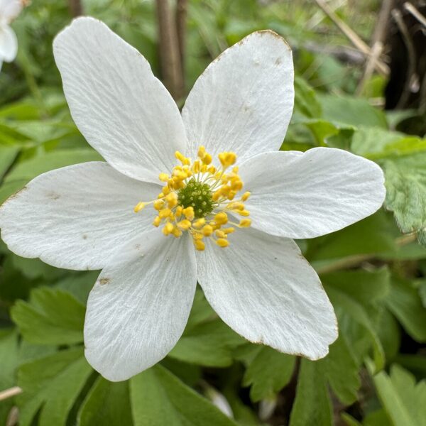 Anemone nemorosa wood Anemone