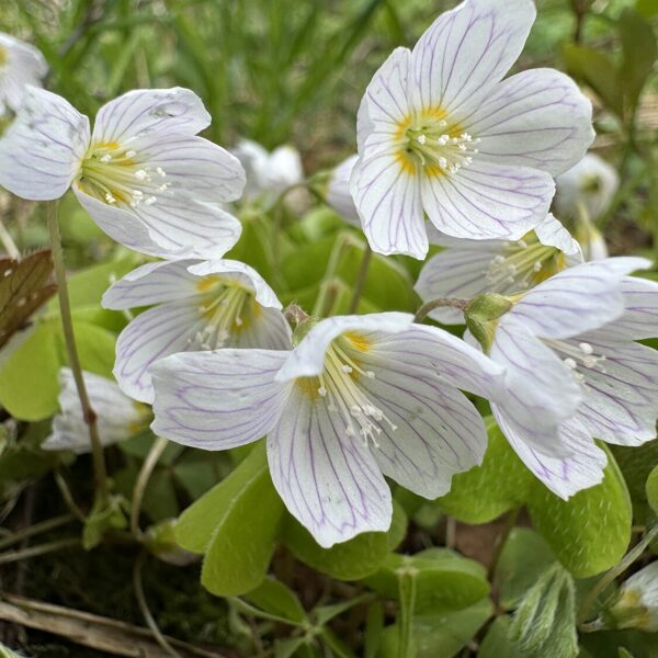Oxalis acetosella Wood-sorrel