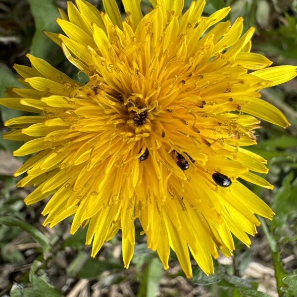 Taraxacum officinale common Dandelion