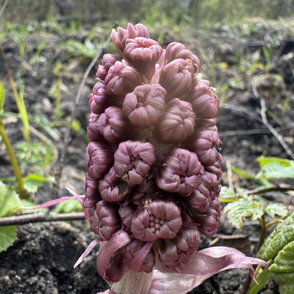 Petasites hybridus Butterbur
