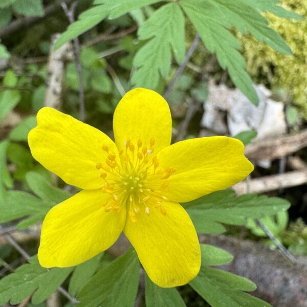 Oxalis acetosella Wood-sorrel