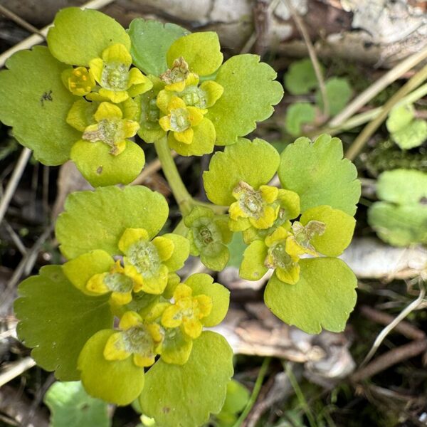 Chrysosplenium alternifolium alternate-leaved Golden-saxifrage
