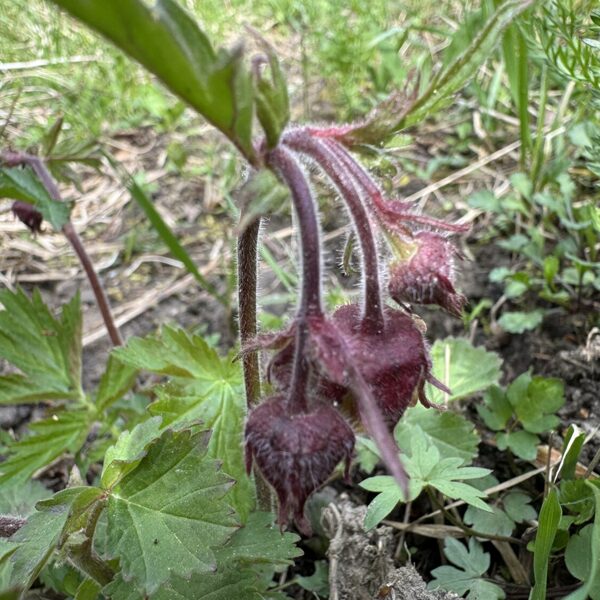 Geum rivale Water avens