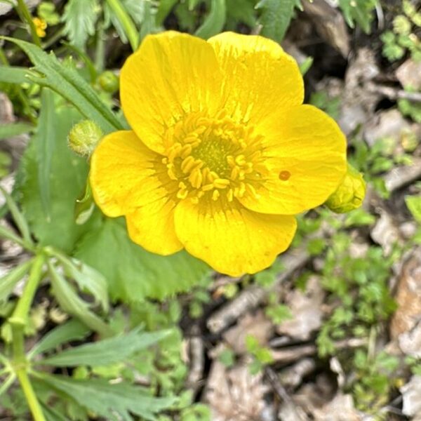 Ranunculus cassubicus Kashubian Buttercup