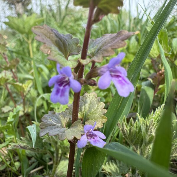 Glechoma hederacea Ground-ivy