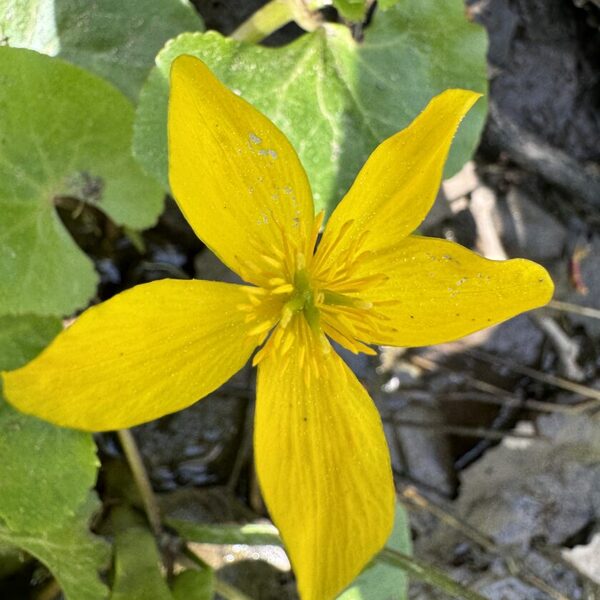 Caltha palustris Marsh marigold
