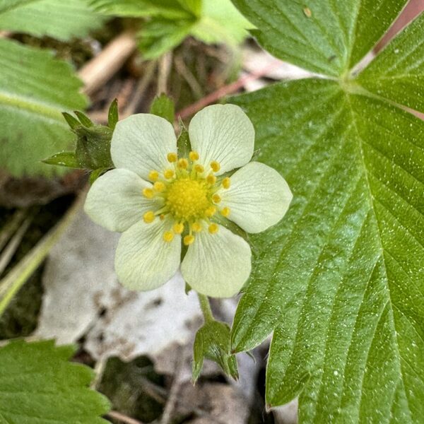 Fragraria vesca Wild strawberry