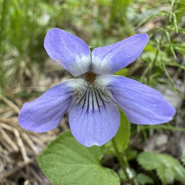 Viola canina V. ericetorum heath Dog-violet