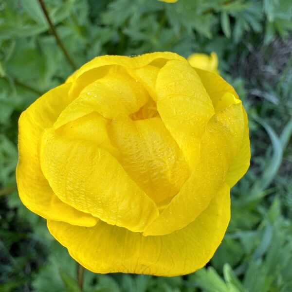 Trollius europaeus Globeflower