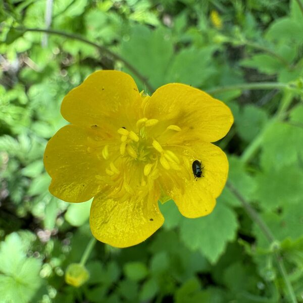 Ranunculus lanuginosus wooly butercup