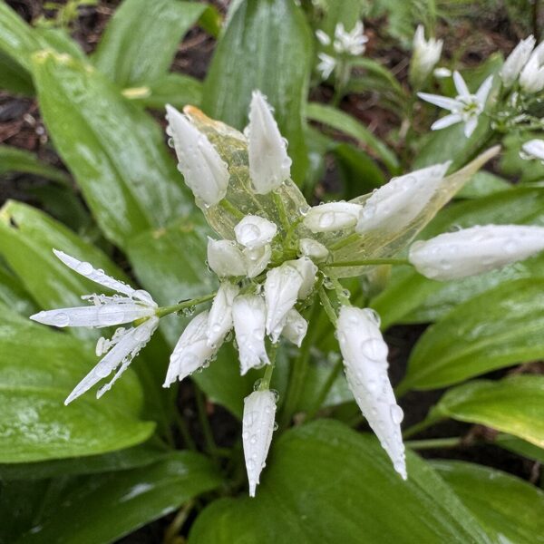 Allium ursinum Ramson