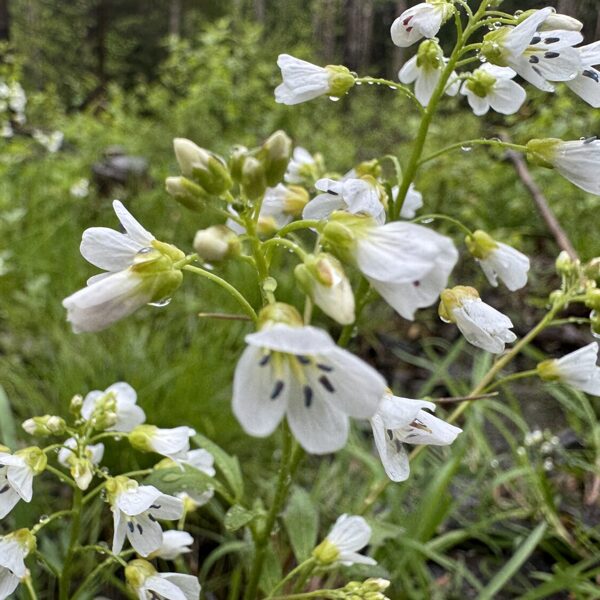 Cardamine amara large bitter cress