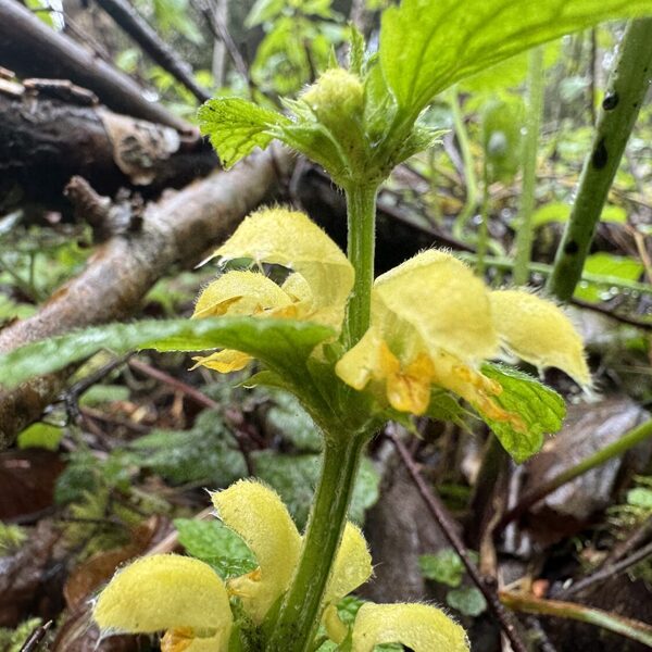Galeobdolon luteum Lamiastrum galeobdolon yellow Archangel