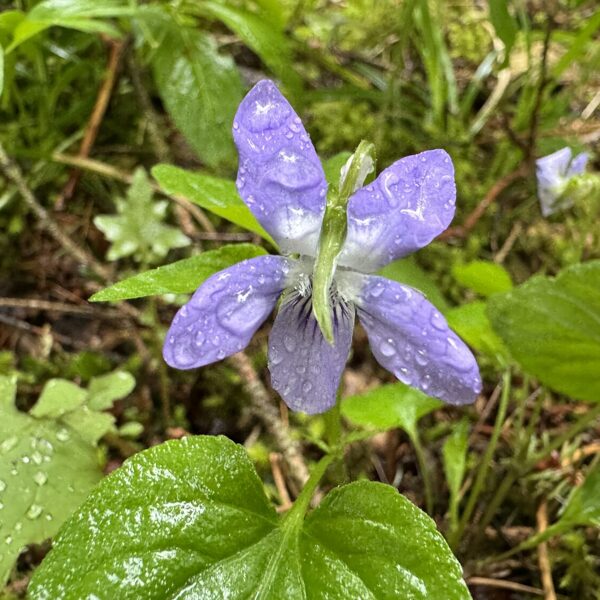 Viola riviniana common Dog-violet