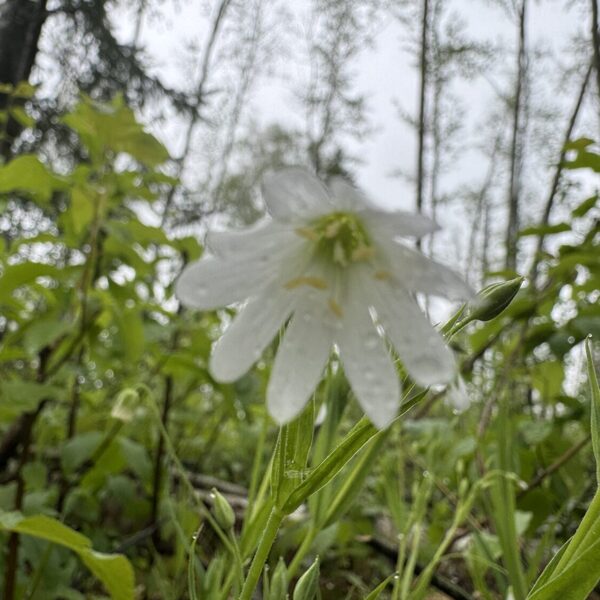 Stellaria holostea greater Stitchwort