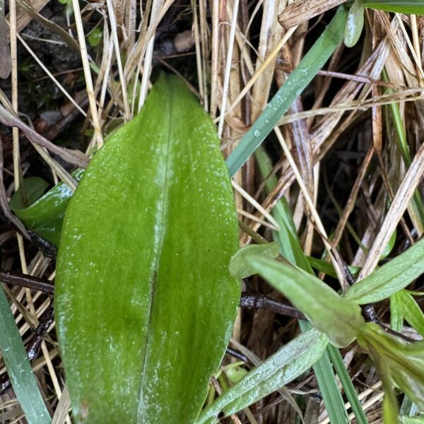Platanthera spp. Butterfly - orchid