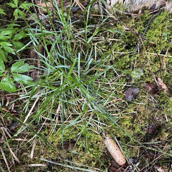 Sesleria caerulea blue Moor-grass