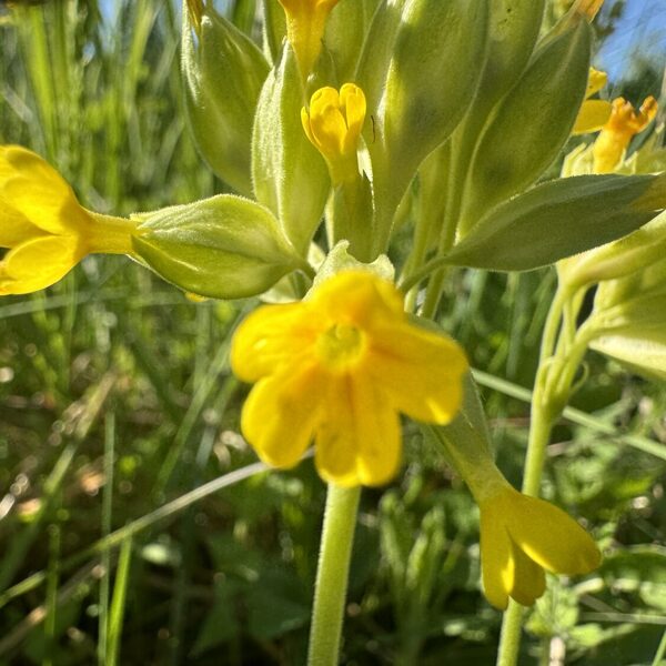 Primula veris Cowslip