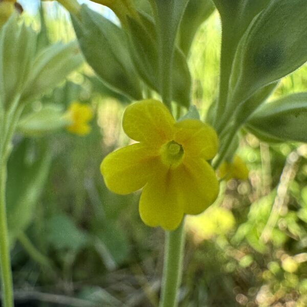 Primula veris Cowslip