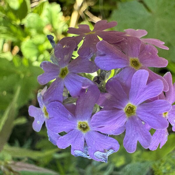 Primula farinosa bird’s-eye Primrose