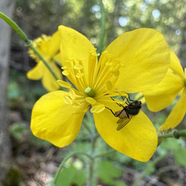 Chelidonium majus greater celandine