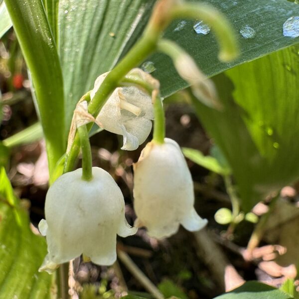 Ranunculus repens creeping buttercup