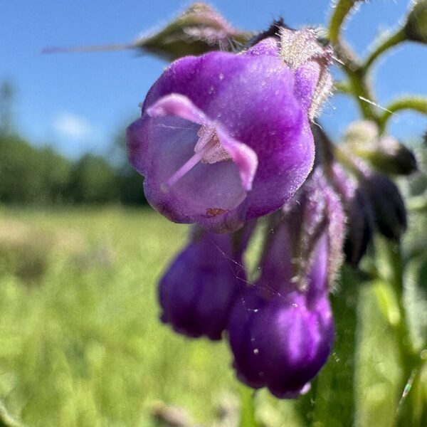 Symphytum asperum rough Comfrey