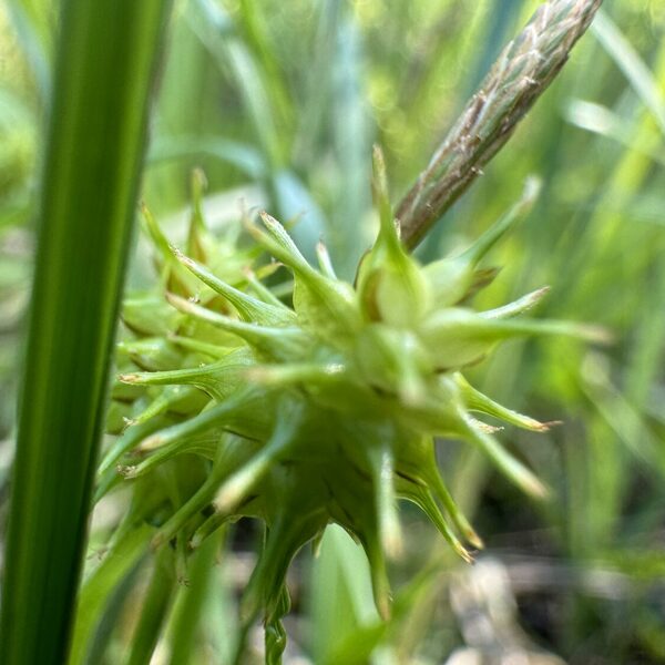 carex flava large Yellow sedge