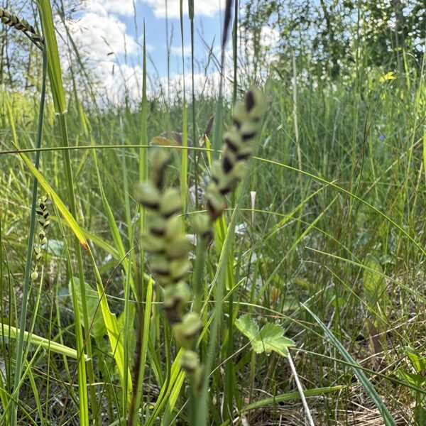 Carex panicea carnation Sedge