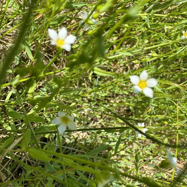 Linum catharticum Fairy flax