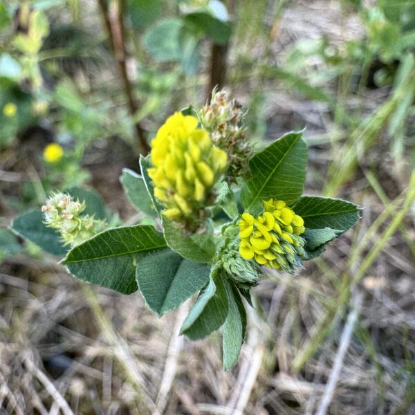 Medicago lupulina black Medick