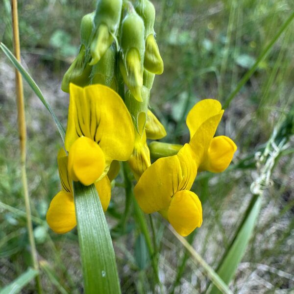 Lathyrus pratensis meadow Vetchling