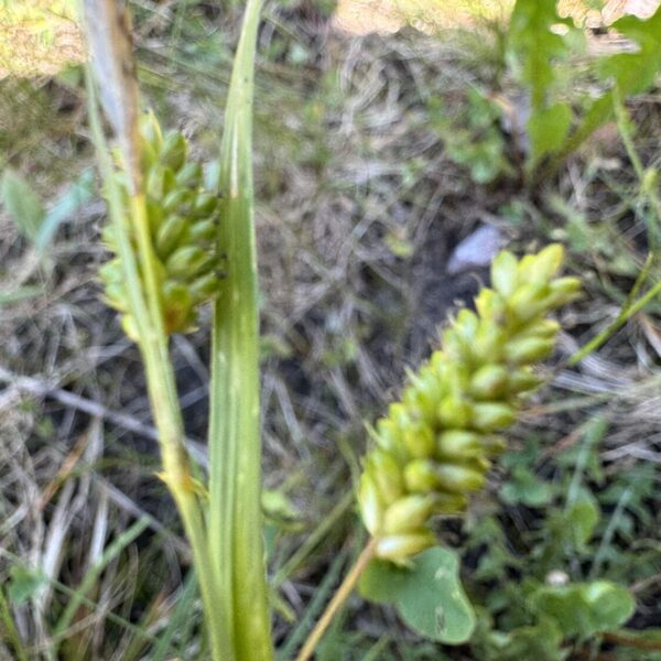 Carex pallescens pale sedge