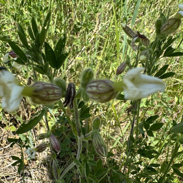 Silene vulgaris bladder Campion