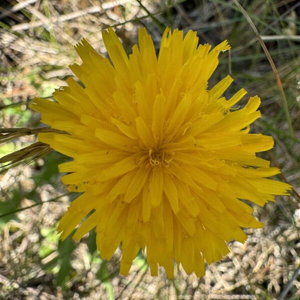 Leontodon hispidus rough Hawkbit