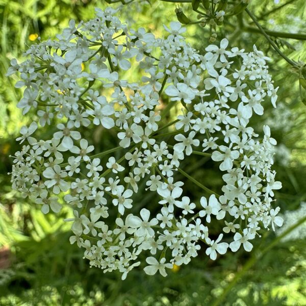 Anthriscus sylvestris cow parsley