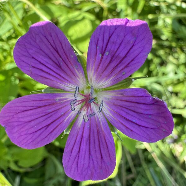 Geranium palustre Marsh cranesbill